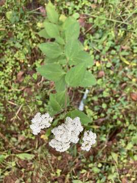 Image de Stevia ovata Willd.