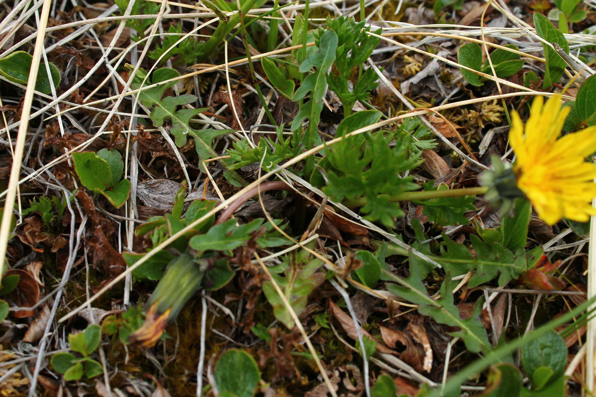 Image of harp dandelion