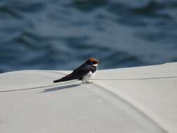 Image of Hirundo smithii smithii Leach 1818