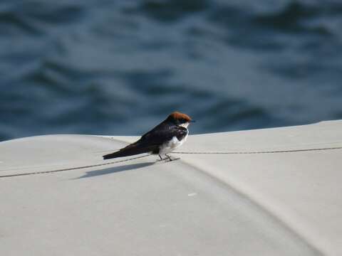 Hirundo smithii smithii Leach 1818 resmi