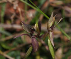 Image of Chiloglottis pescottiana R. S. Rogers