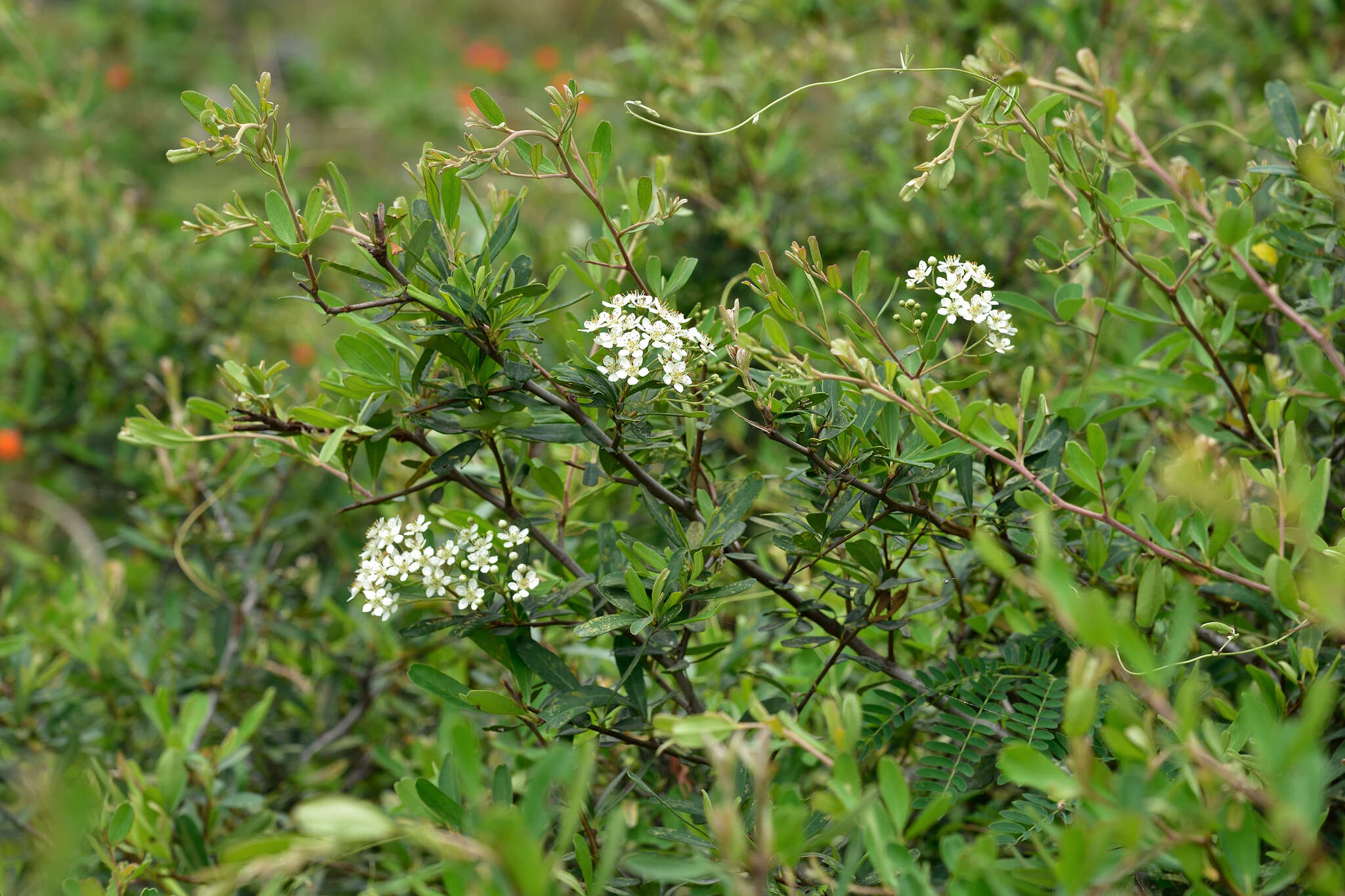 Image de Pyracantha koidzumii (Hayata) Rehd.