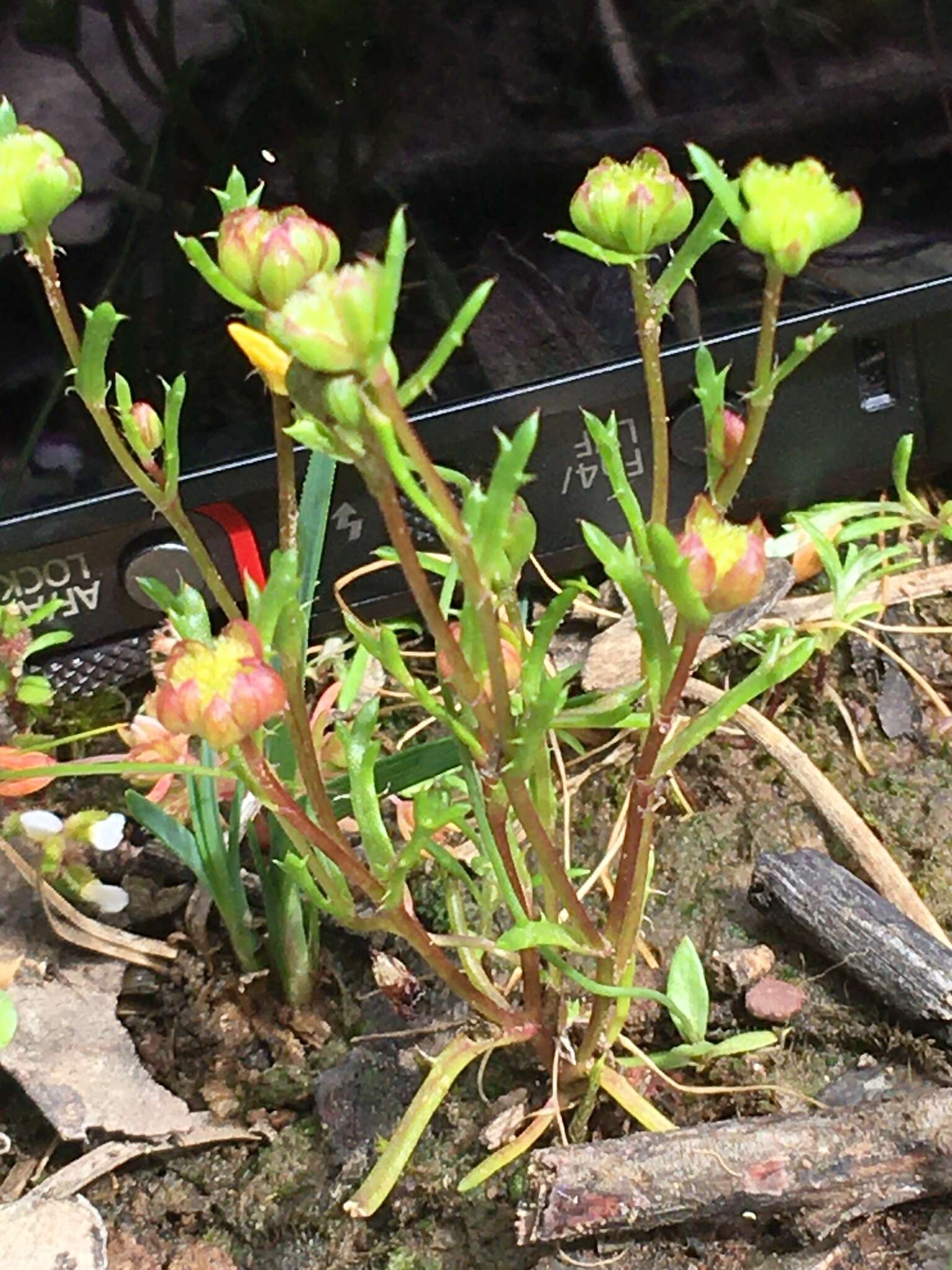 Image of Brachyscome perpusilla (Steetz) J. Black