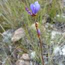 Image of Aristea madagascariensis Baker