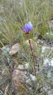 Image of Aristea madagascariensis Baker