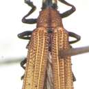Image of Xenochalepus (Neochalepus) chromaticus (Baly 1885)