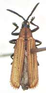 Sivun Xenochalepus (Neochalepus) chromaticus (Baly 1885) kuva