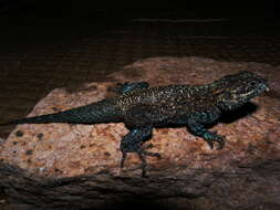 Image of Ethiopian Ridgeback Agama