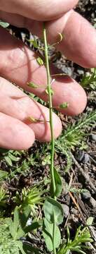 Imagem de Noccaea fendleri subsp. glauca (A. Nelson) Al-Shehbaz & M. Koch