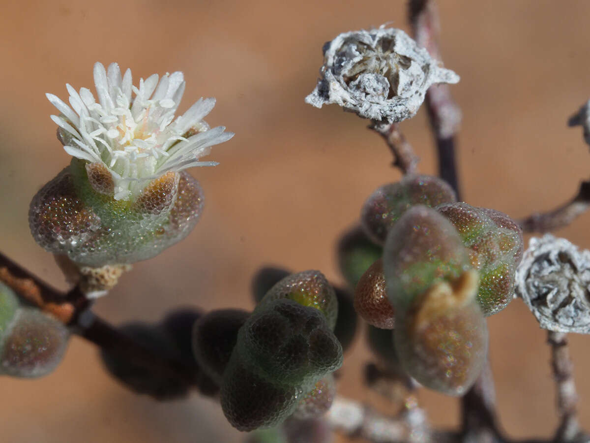 Imagem de Drosanthemum albiflorum (L. Bol.) Schwant.