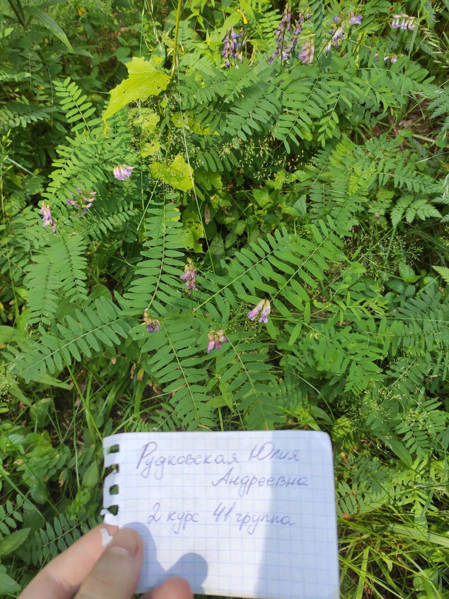 Plancia ëd Vicia cassubica L.