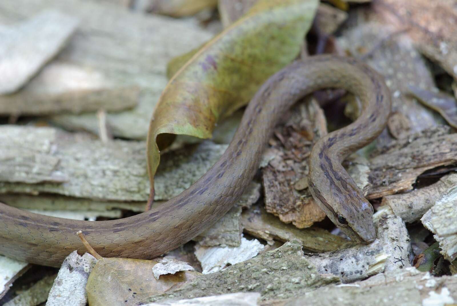 Слика од Mimophis occultus