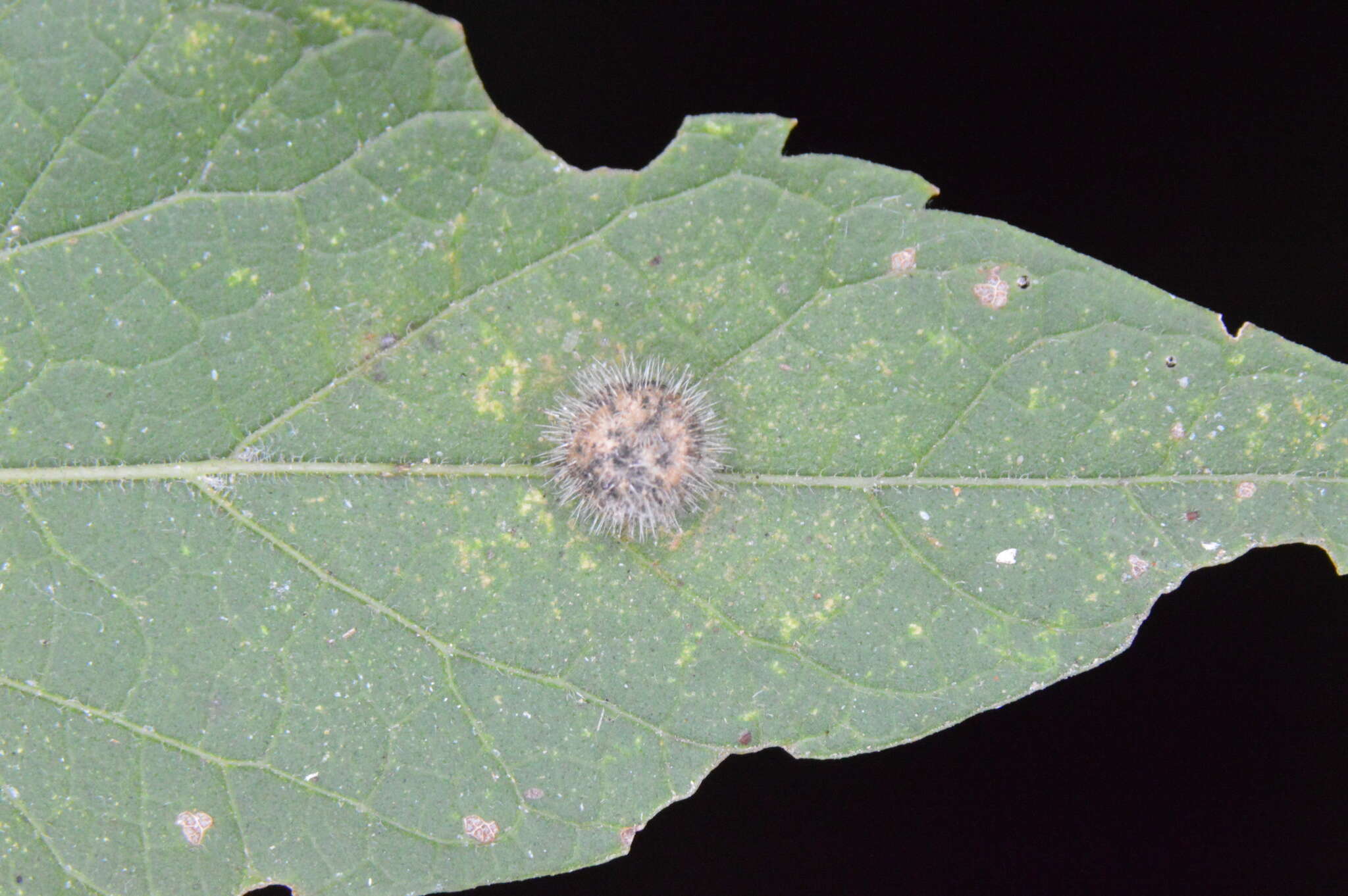 Image of Celticecis pubescens (Patton 1897)