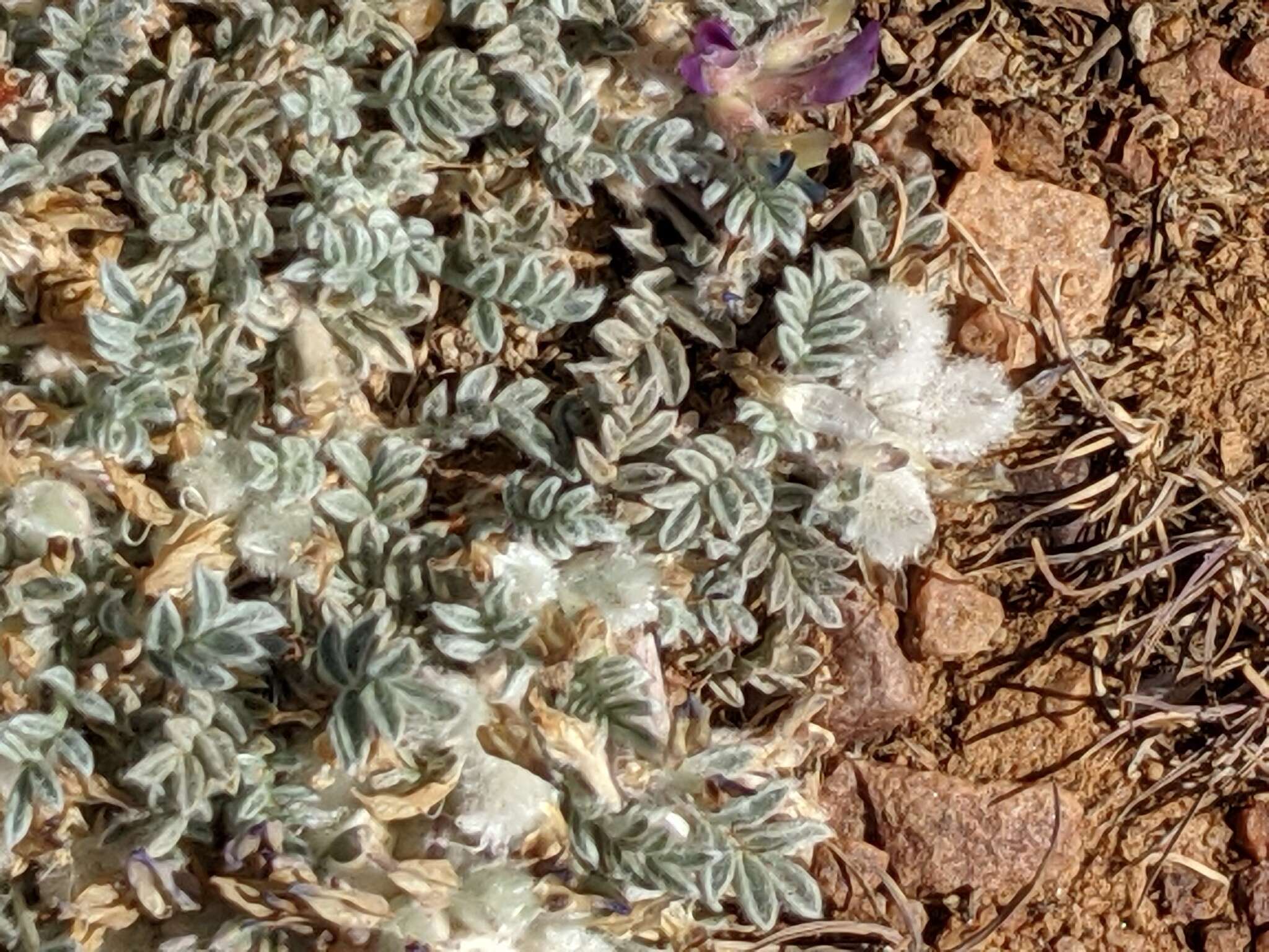 Image de Astragalus purshii var. lectulus (S. Wats.) M. E. Jones