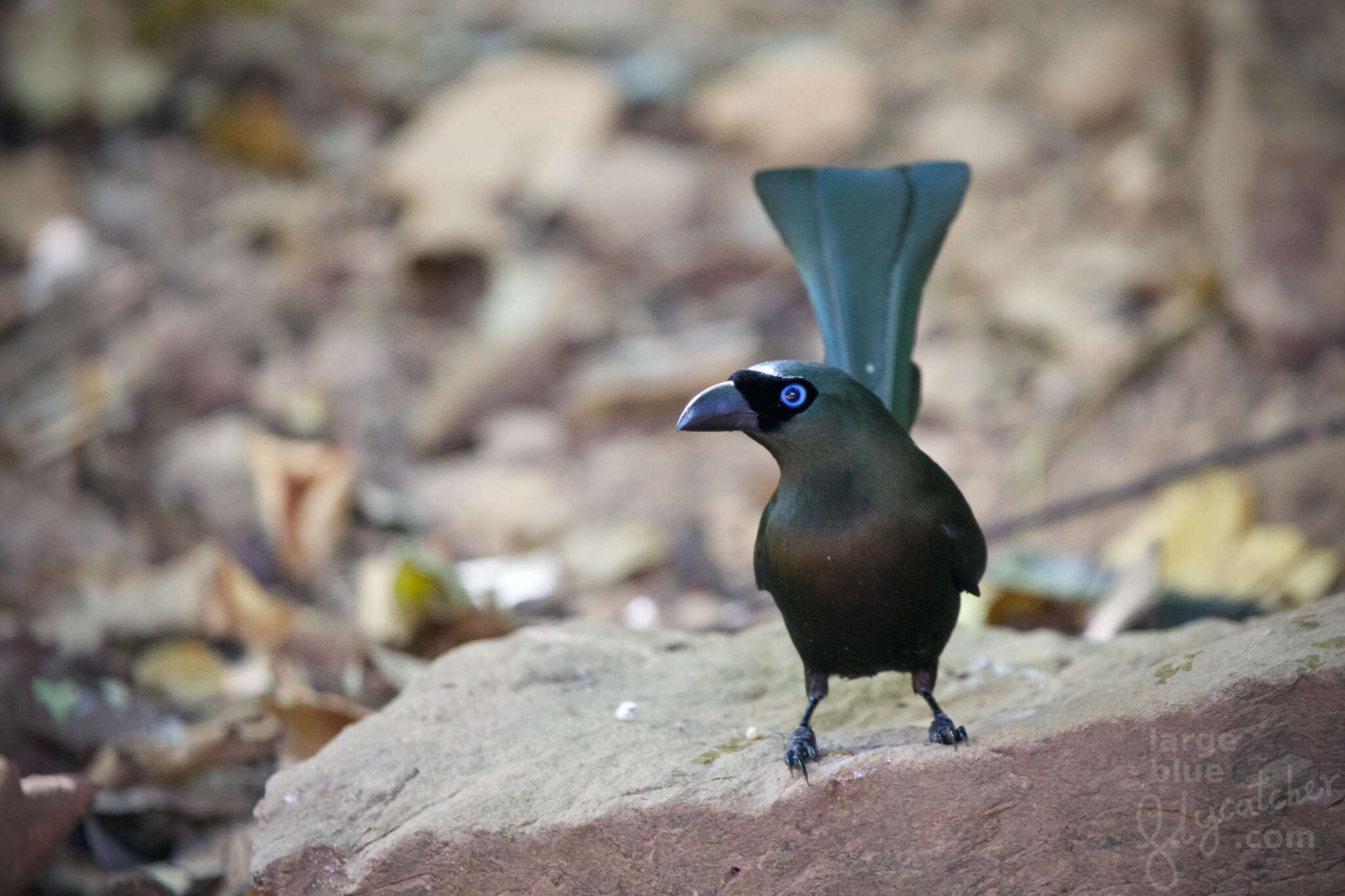 Image of Treepie