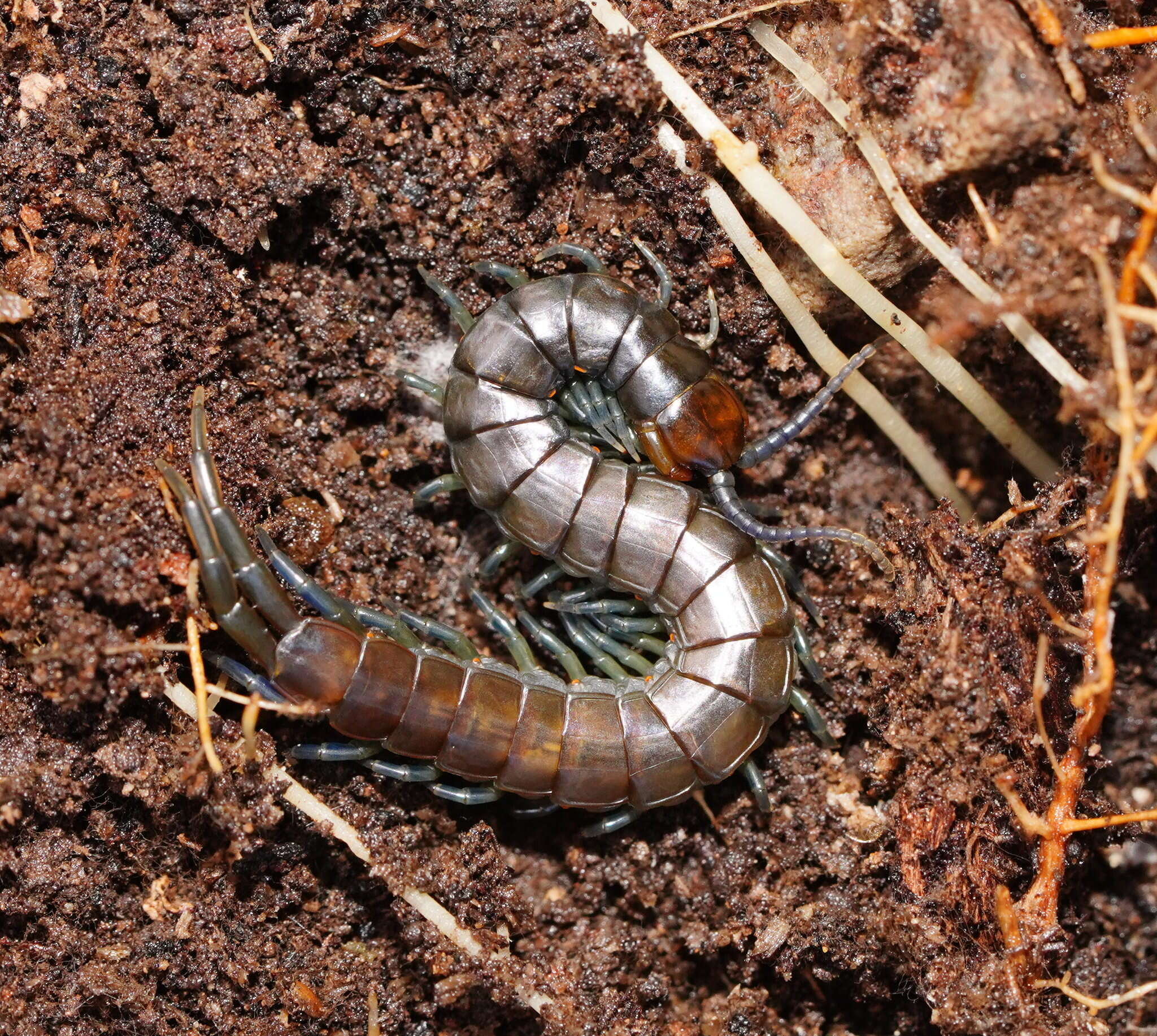 Image of Cormocephalus esulcatus Pocock 1901