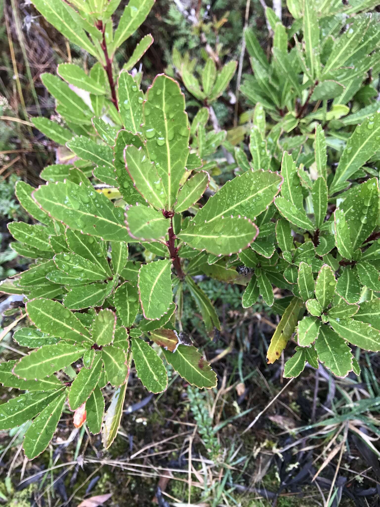 Sivun Tasmanianluumukkeet kuva