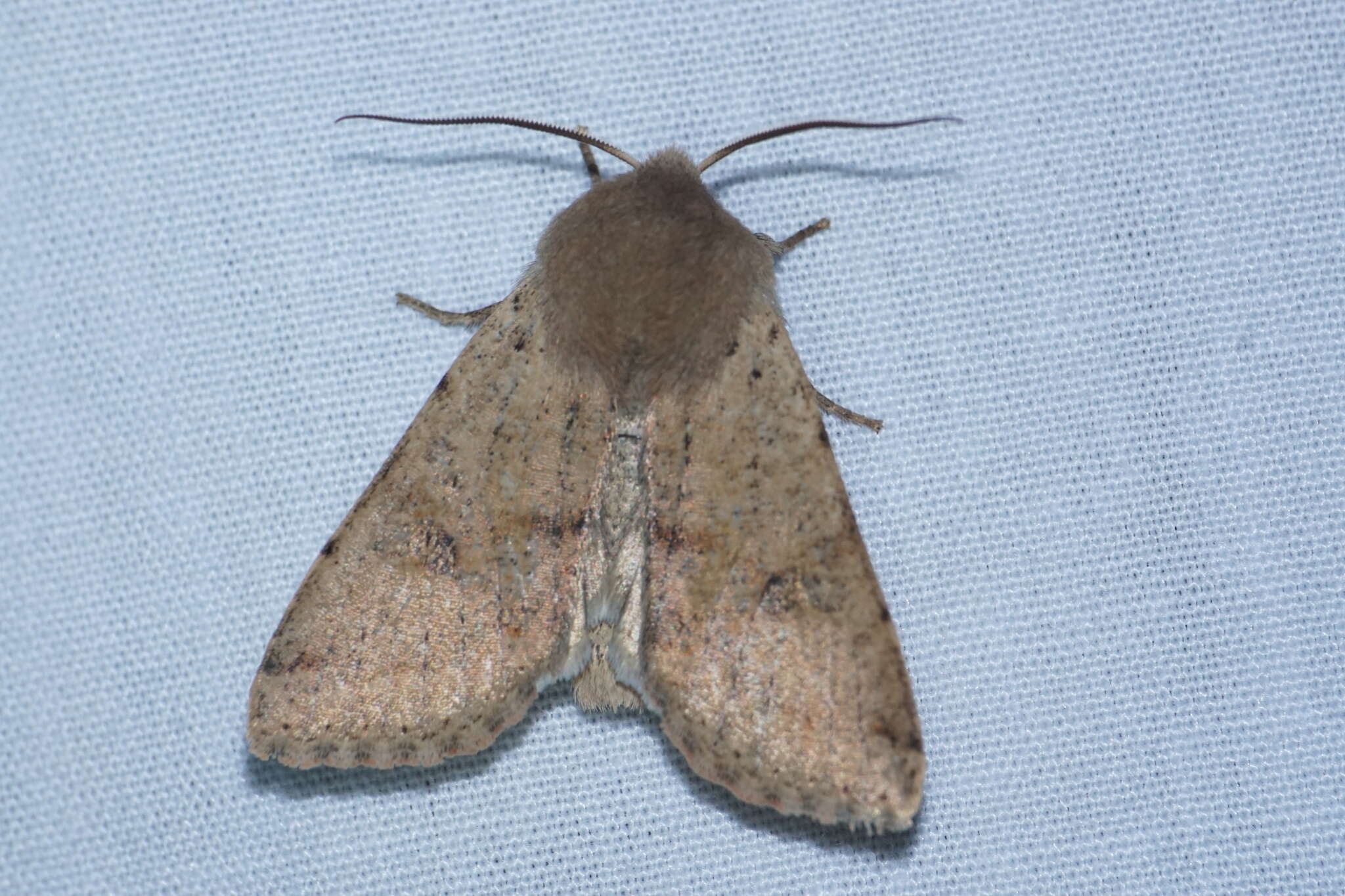 Image of Orthosia pacifica Harvey 1874