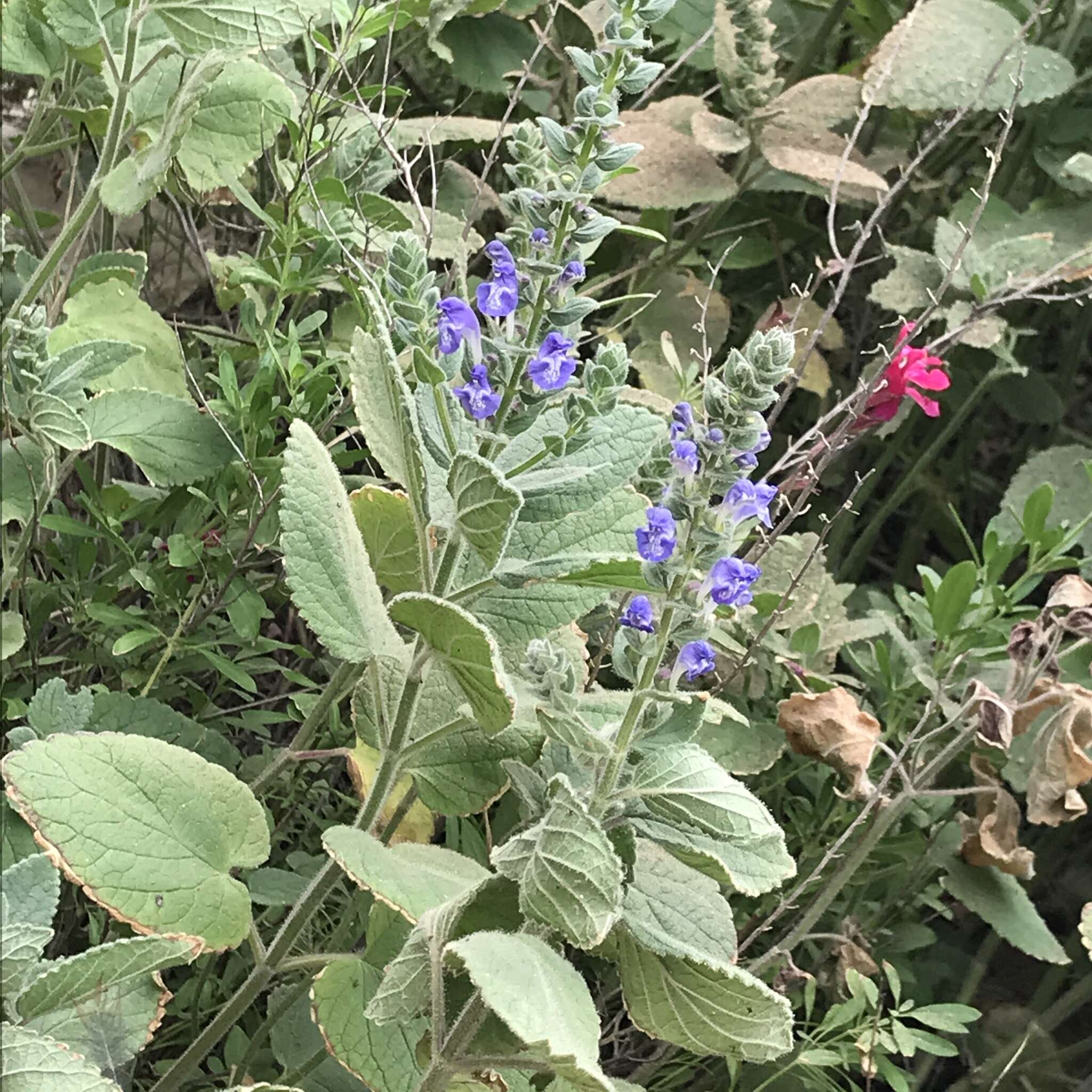 Sivun Scutellaria ovata subsp. bracteata (Benth.) Epling kuva