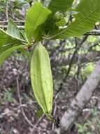 Imagem de Gardenia scabrella Puttock