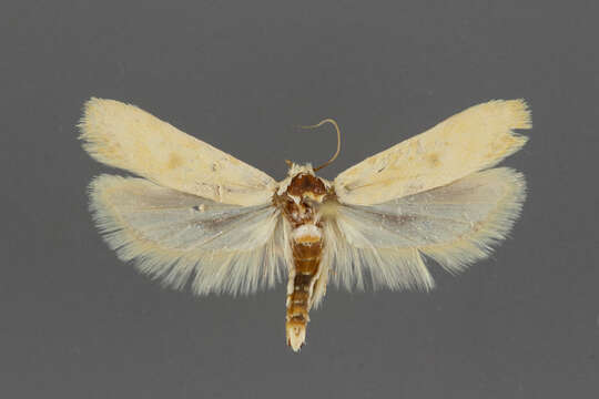 Image of Frumenta nephelomicta Meyrick 1930