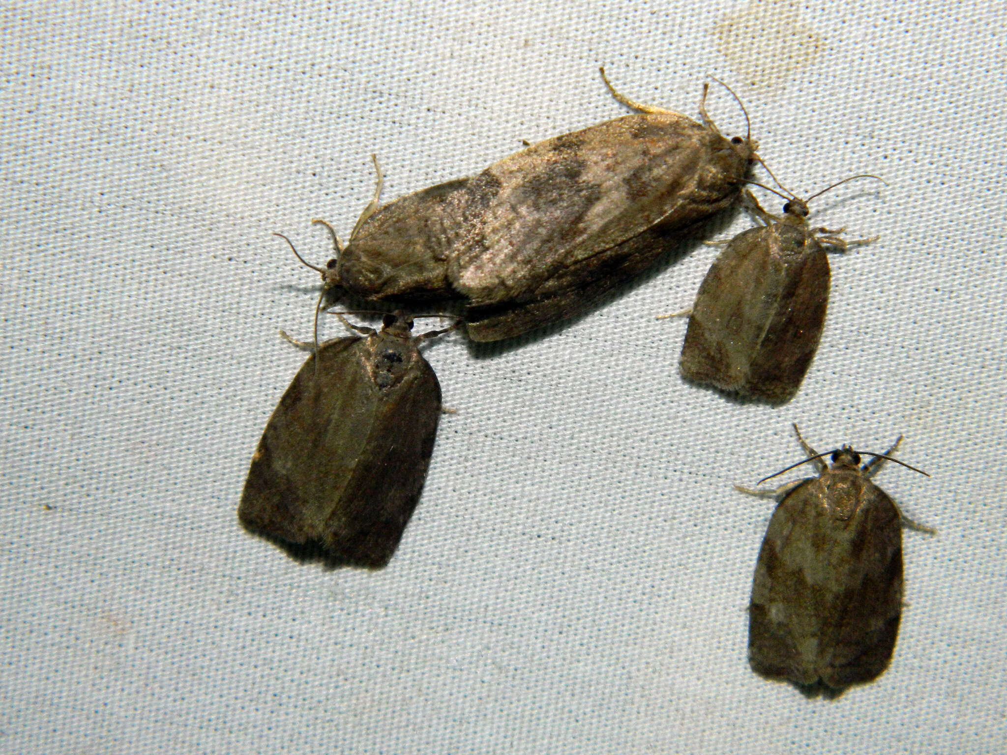 Image of Large Aspen Tortrix