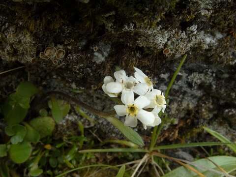 Image of Myosotis lyallii subsp. lyallii