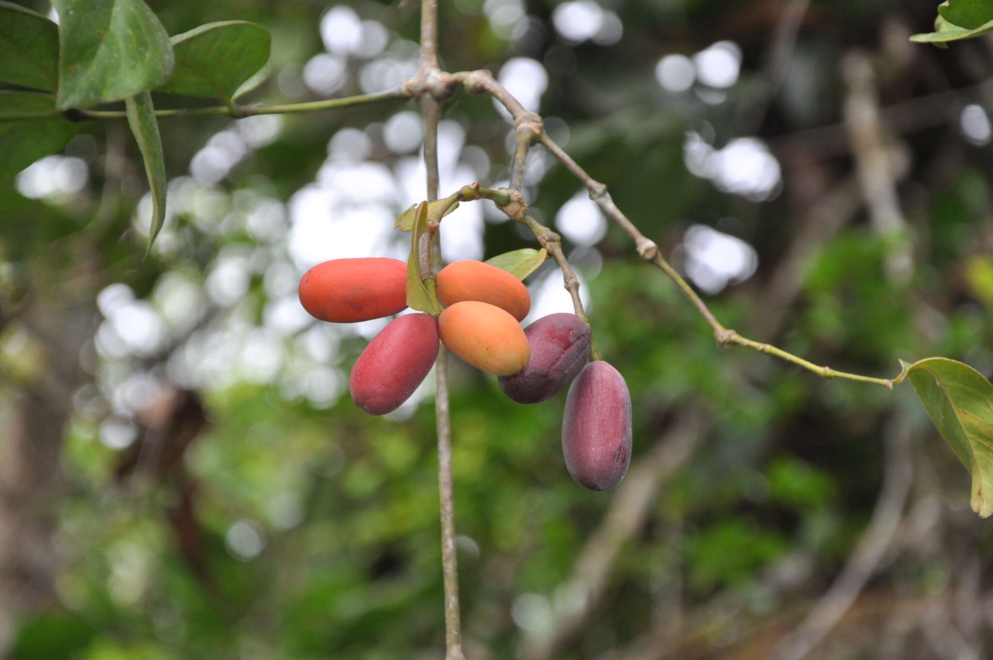 Gnetum leyboldii Tul. resmi