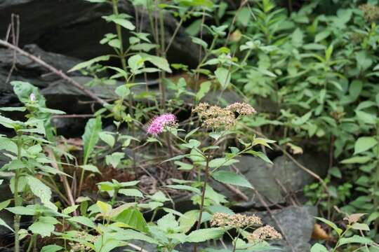 Image of Japanese meadowsweet