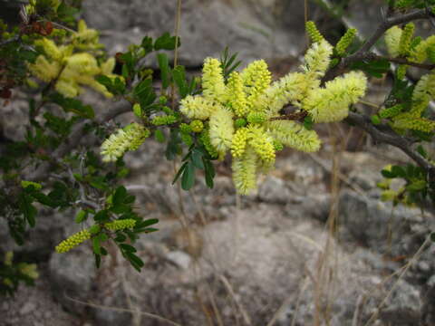 Imagem de Vachellia rigidula (Benth.) Seigler & Ebinger