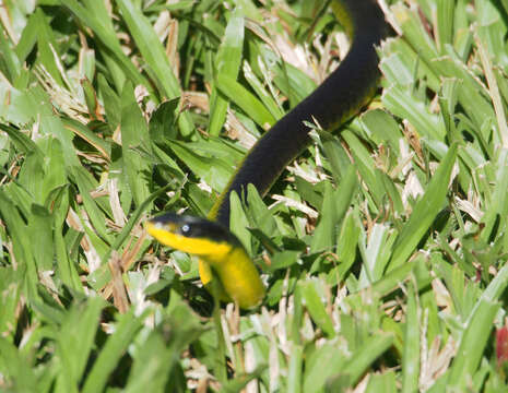 Image of Black Treesnake