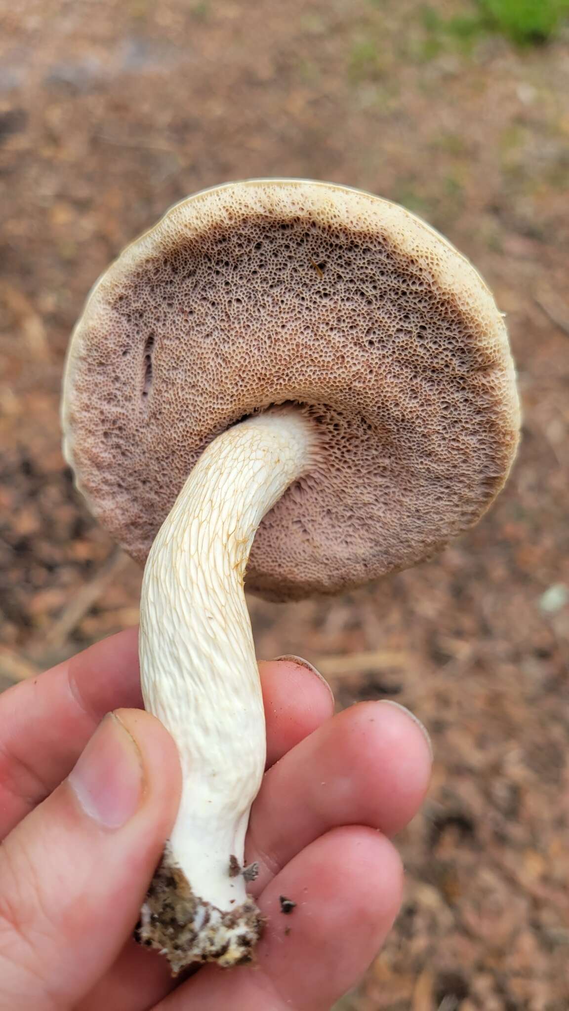 Image of Pale bitter bolete