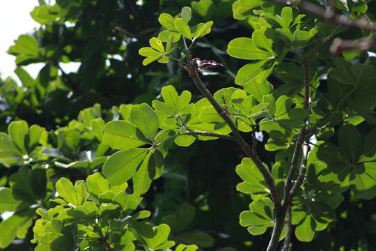 Image of Pachira speciosa Triana & Planch.