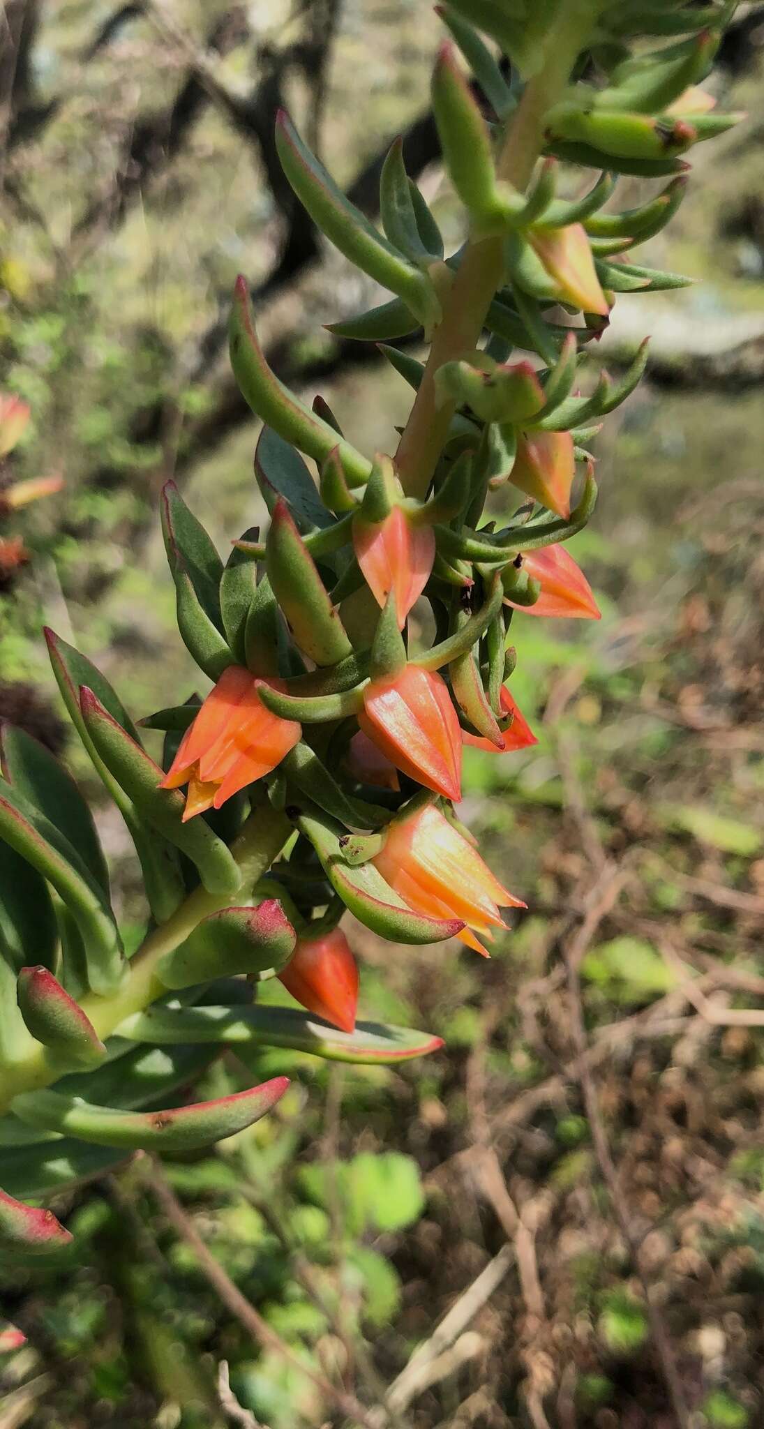 Image of Echeveria quitensis (Kunth) Lindley