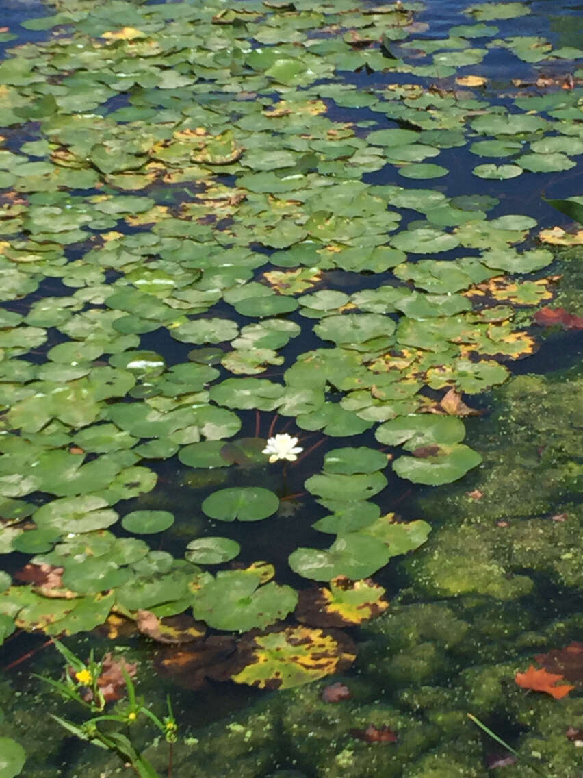 Image de Nymphaea odorata subsp. odorata