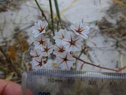 Afrolimon purpuratum (L.) I. A. Lincz. resmi