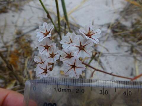 Image of Afrolimon purpuratum (L.) I. A. Lincz.