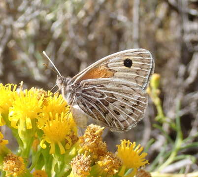 Image of Argyrophorus