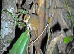 Image of Goodman's Mouse Lemur