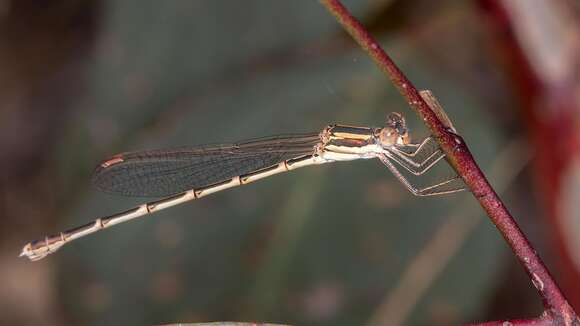 Image of Austrolestes analis (Rambur 1842)