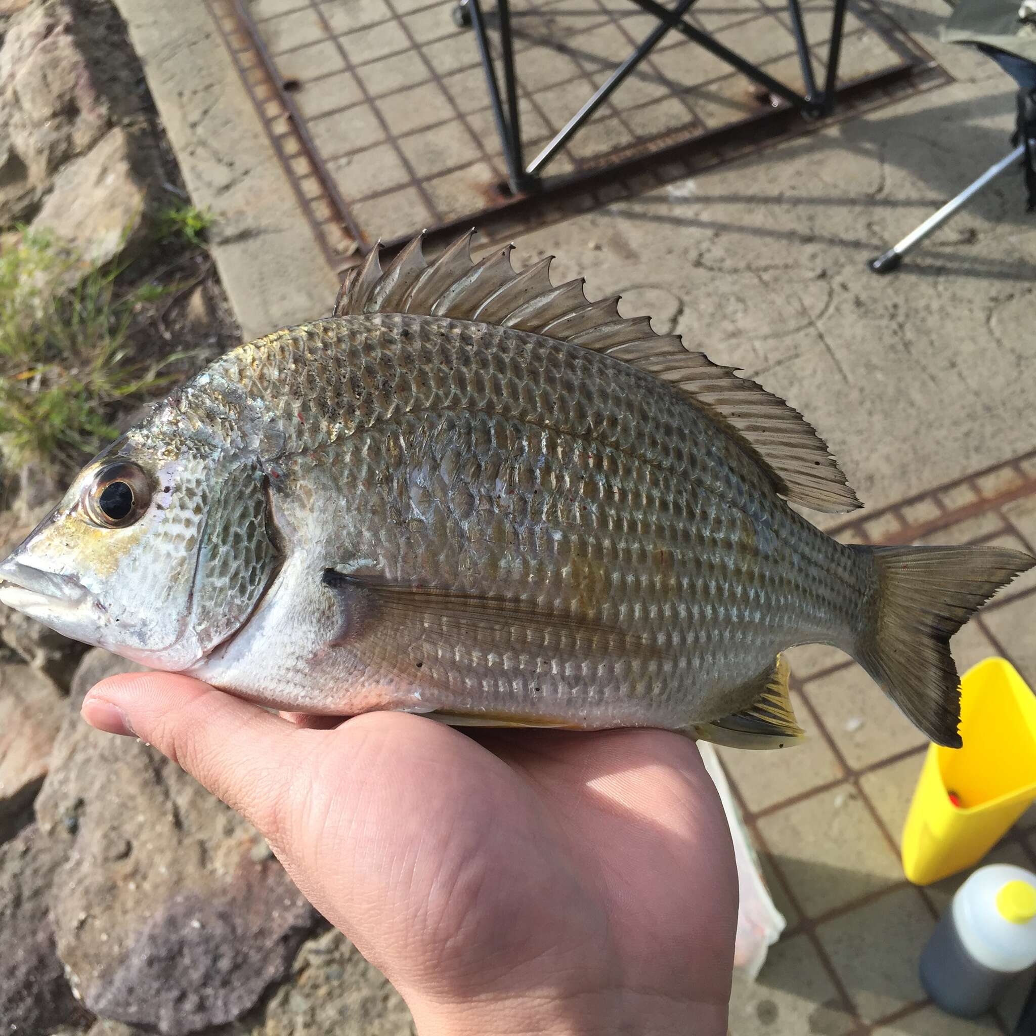 Image of Australian Sea Bream