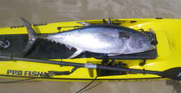Image of Longtail Tuna