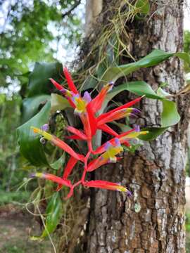 Billbergia iridifolia (Nees & Mart.) Lindl.的圖片