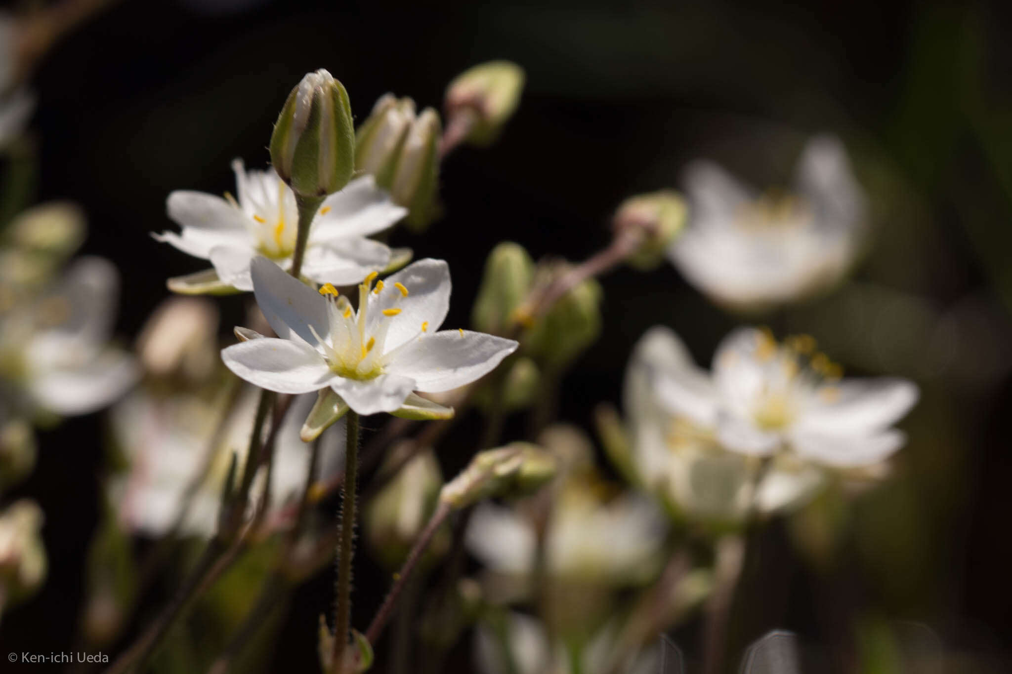 Plancia ëd Spergularia macrotheca var. longistyla R. Rossbach