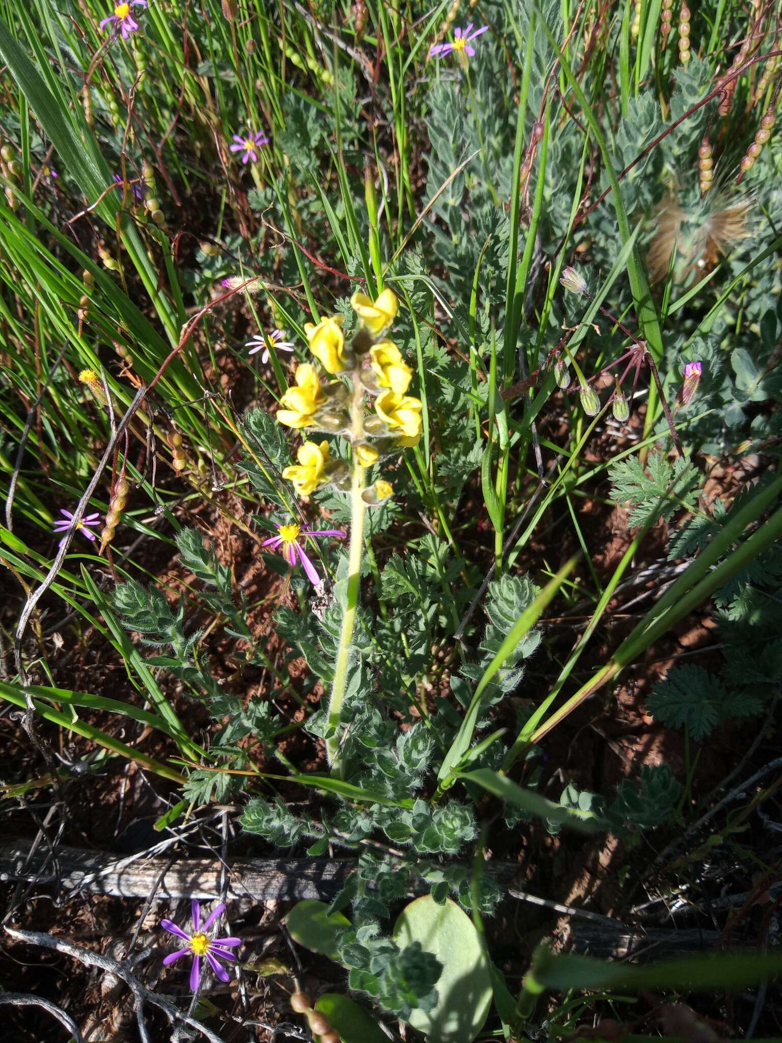 Plancia ëd Lotononis hirsuta (Thunb.) D. Dietr.