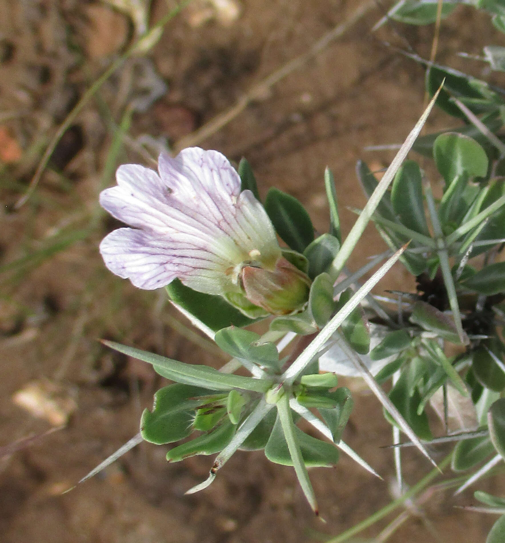 Image of Blepharis petalidioides K. Vollesen