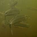 Image of Australian freshwater herring