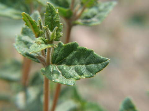 Image of Mentzelia scabra subsp. chilensis (Gay) Weigend