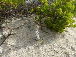 Image of Jersey cudweed