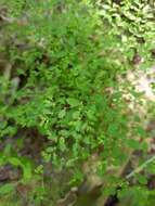 Image of smooth forked nailwort